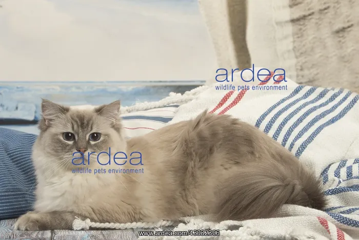  : Ragdoll cat indoors