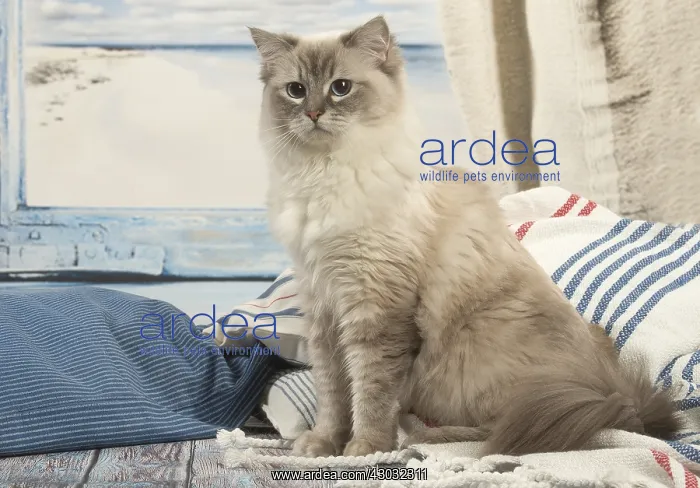  : Ragdoll cat indoors