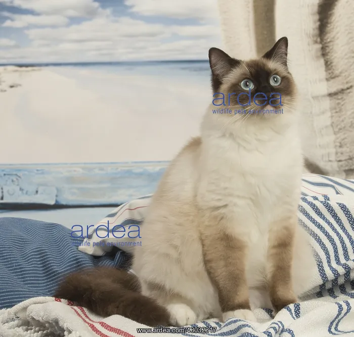  : Ragdoll cat indoors