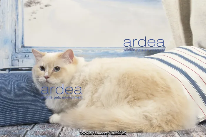  : Ragdoll cat indoors