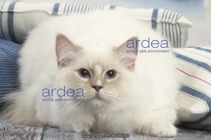  : Ragdoll cat indoors