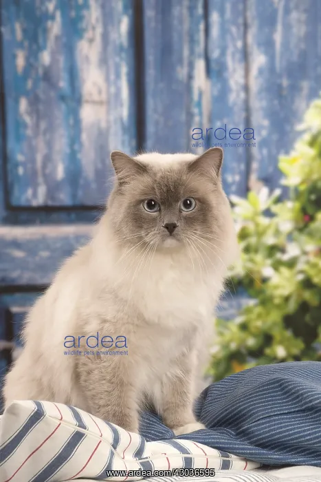  : Ragdoll cat indoors