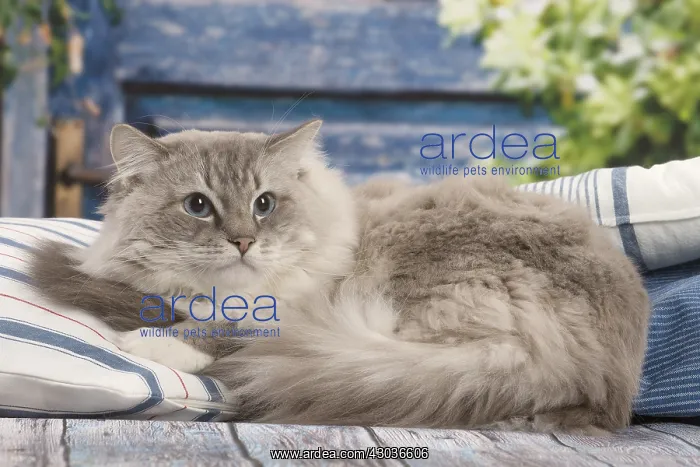  : Ragdoll cat indoors