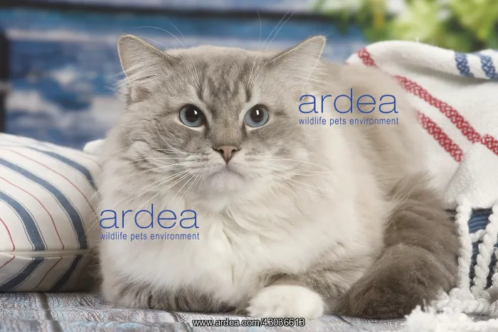  : Ragdoll cat indoors