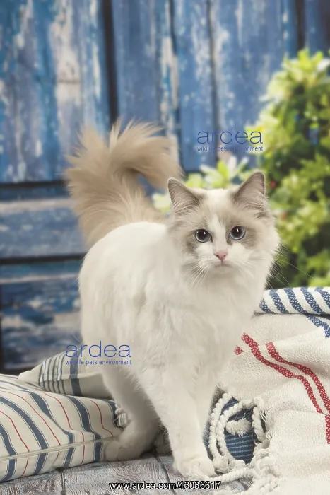  : Ragdoll cat indoors