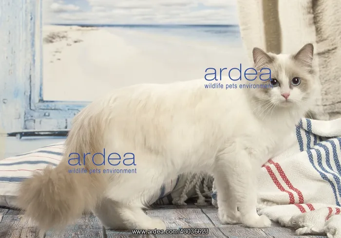  : Ragdoll cat indoors