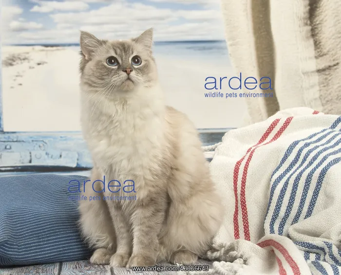  : Ragdoll cat indoors