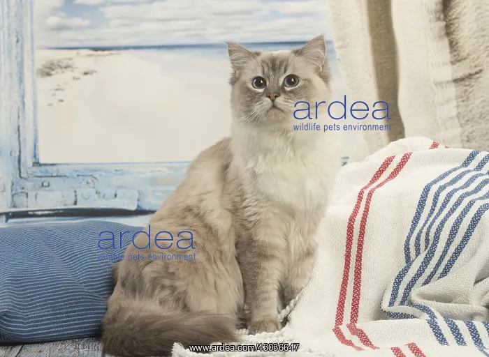  : Ragdoll cat indoors