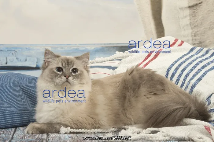  : Ragdoll cat indoors