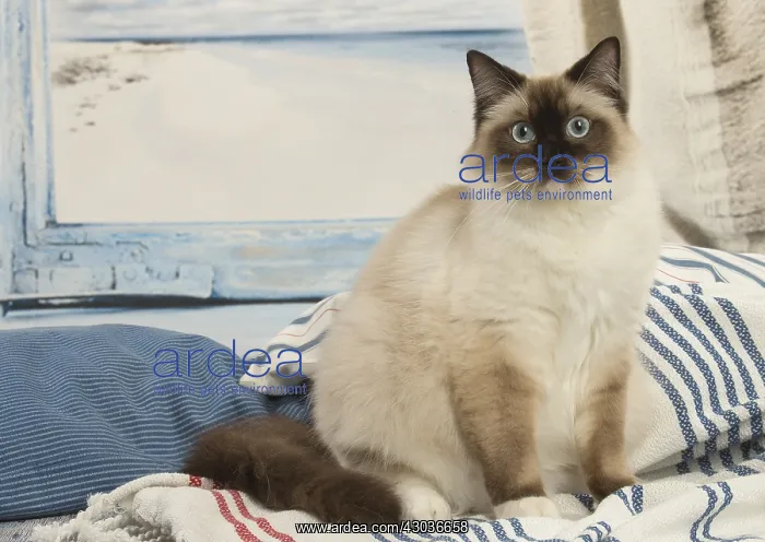 : Ragdoll cat indoors