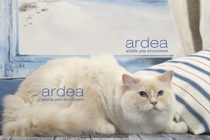  : Ragdoll cat indoors
