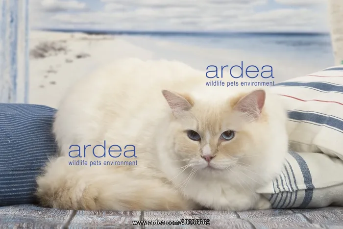  : Ragdoll cat indoors