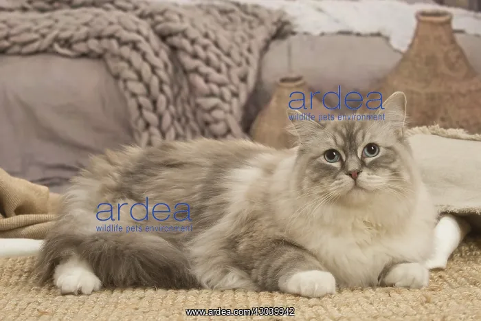  : Ragdoll cat indoors