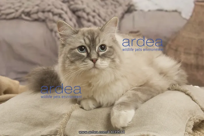  : Ragdoll cat indoors