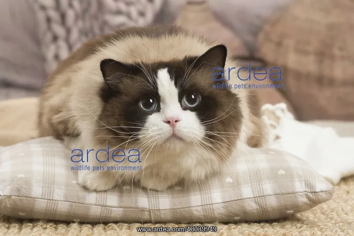  : Ragdoll cat indoors