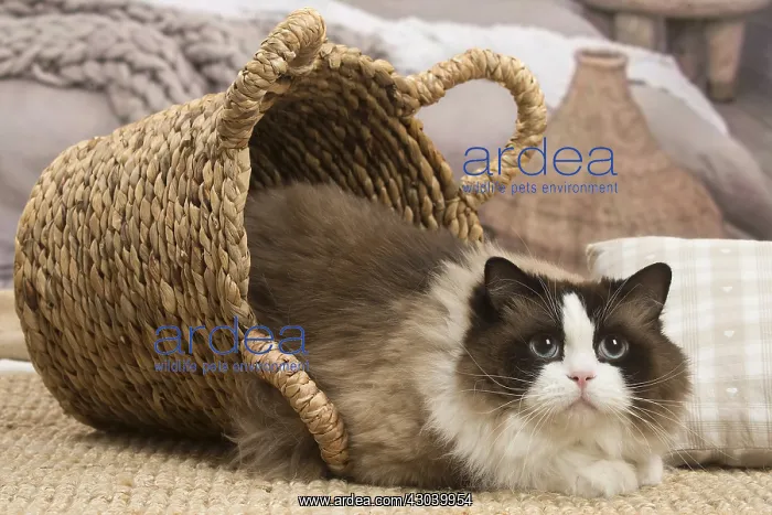  : Ragdoll cat indoors