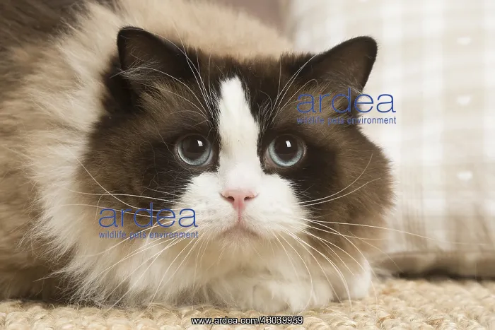 : Ragdoll cat indoors