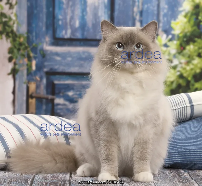  : Ragdoll cat indoors