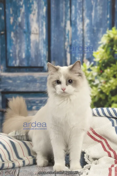  : Ragdoll cat indoors