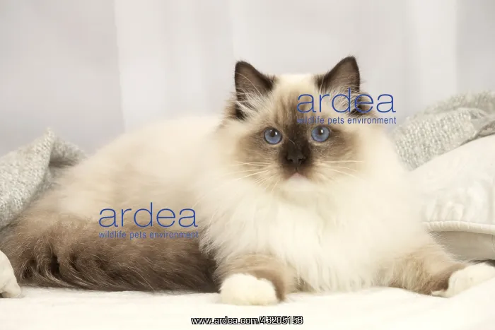 : Ragdoll cat indoors : Ragdoll cat indoors