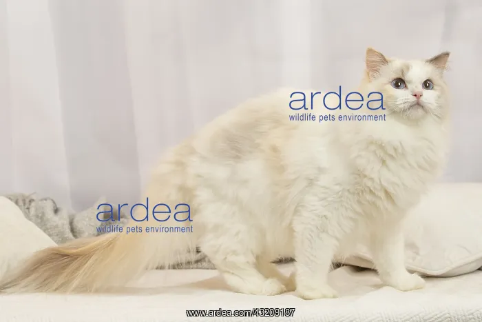 : Ragdoll cat indoors : Ragdoll cat indoors
