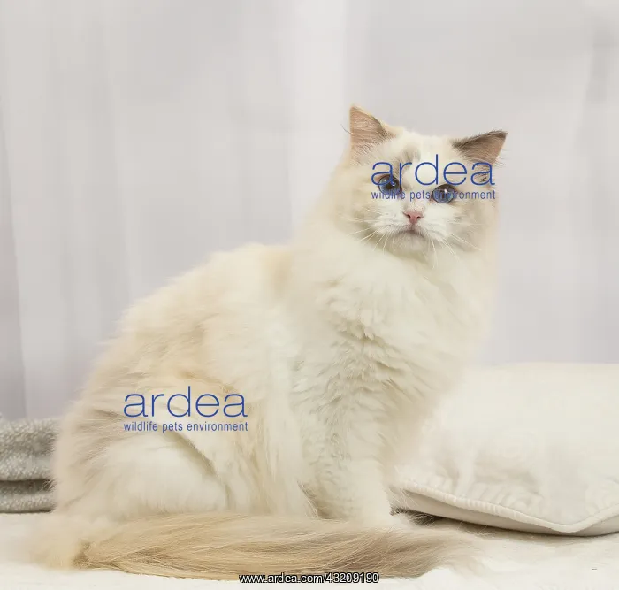 : Ragdoll cat indoors : Ragdoll cat indoors