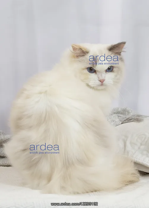 : Ragdoll cat indoors : Ragdoll cat indoors