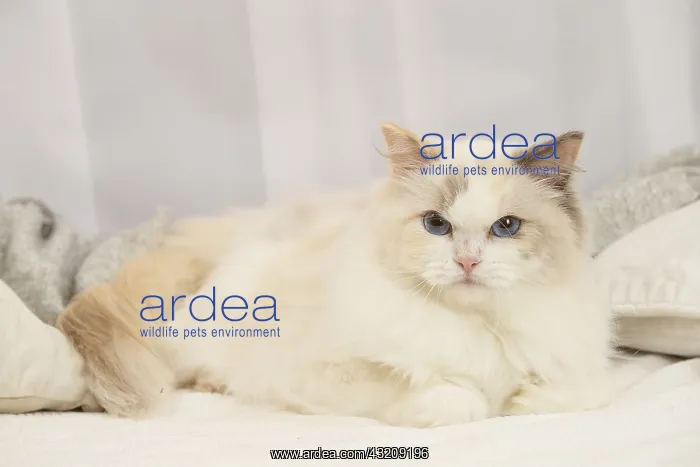 : Ragdoll cat indoors : Ragdoll cat indoors