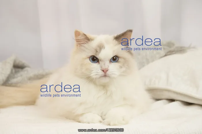 : Ragdoll cat indoors : Ragdoll cat indoors