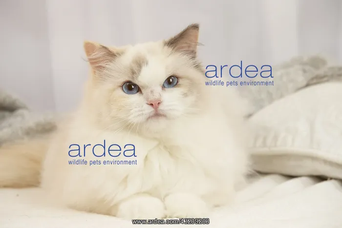 : Ragdoll cat indoors : Ragdoll cat indoors