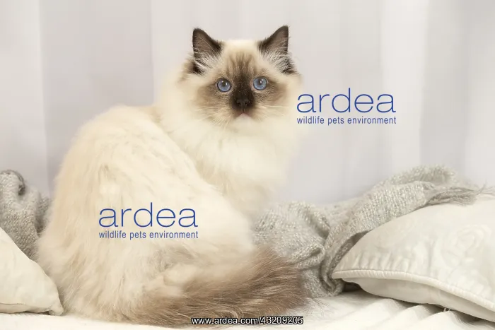 : Ragdoll cat indoors : Ragdoll cat indoors