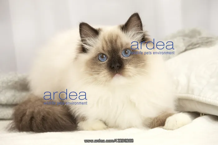 : Ragdoll cat indoors : Ragdoll cat indoors