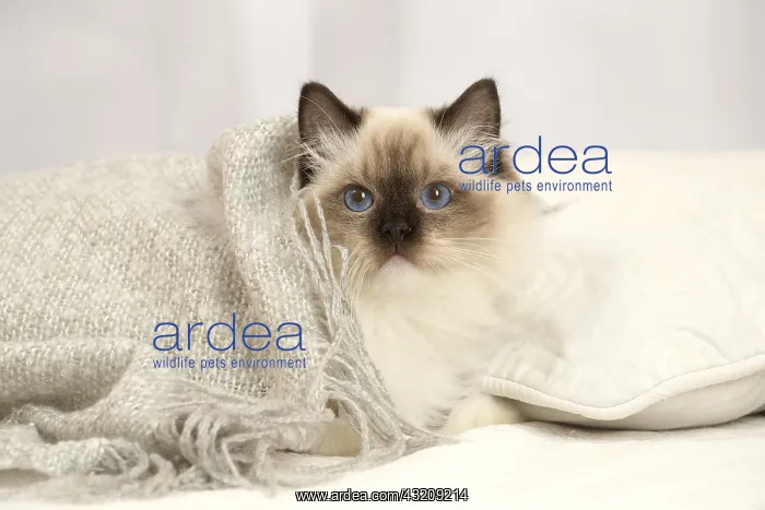 : Ragdoll cat indoors : Ragdoll cat indoors