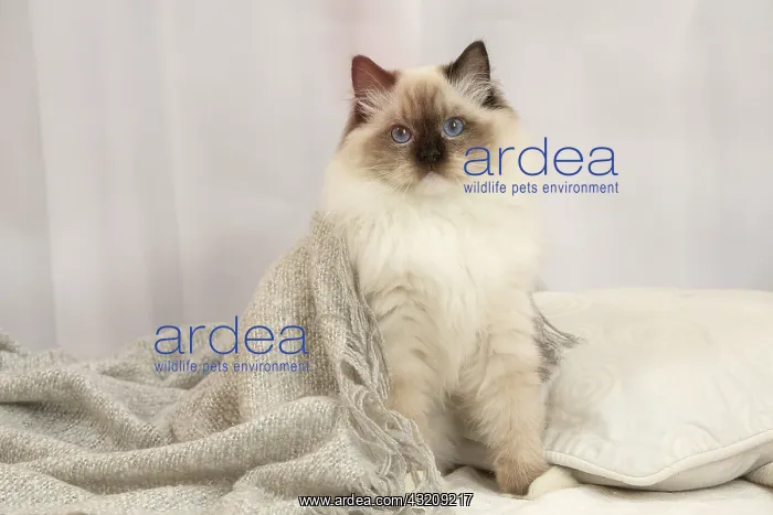 : Ragdoll cat indoors : Ragdoll cat indoors