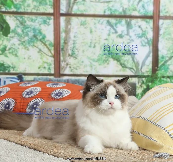 : Ragdoll cat indoors : Ragdoll cat indoors