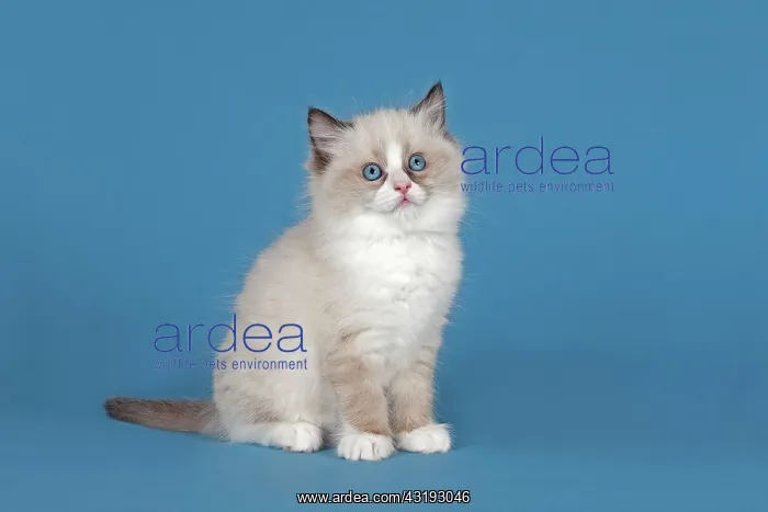 : Ragdoll cat, kitten, 9 weeks, Seal Mitted with blaze : Ragdoll cat, kitten, 9 weeks, Seal Mitted with blaze
