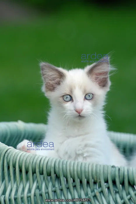 : Ragdoll cat, kitten in wicker basket : Ragdoll cat, kitten in wicker basket