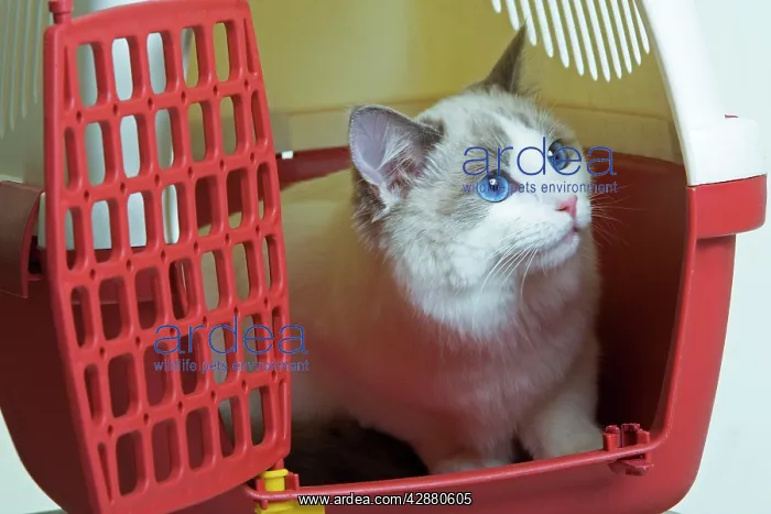  : Ragdoll Cat - looking out of cat basket