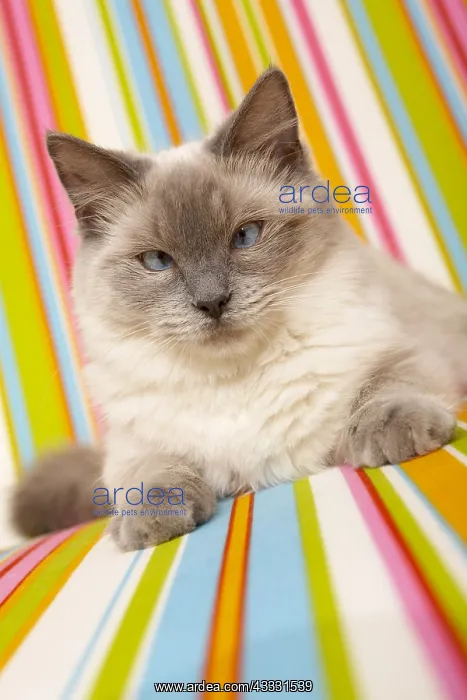 : Ragdoll Cat lying on a multicoloured armchair : Ragdoll Cat lying on a multicoloured armchair