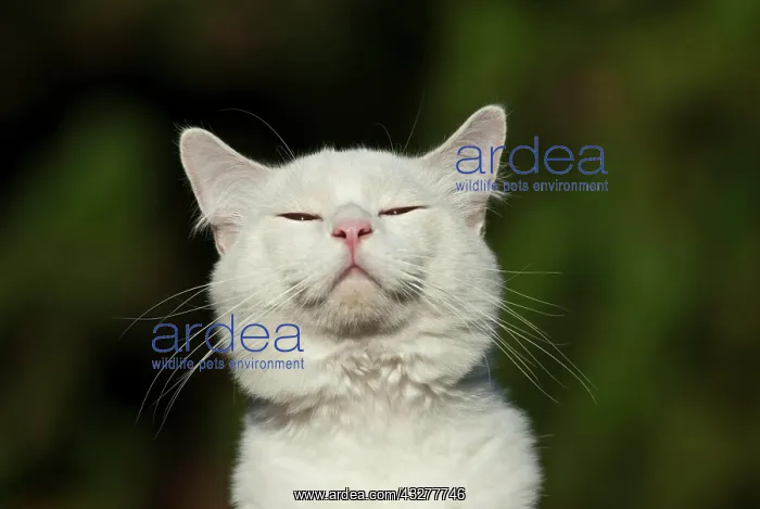 : Ragdoll cat, portrait : Ragdoll cat, portrait