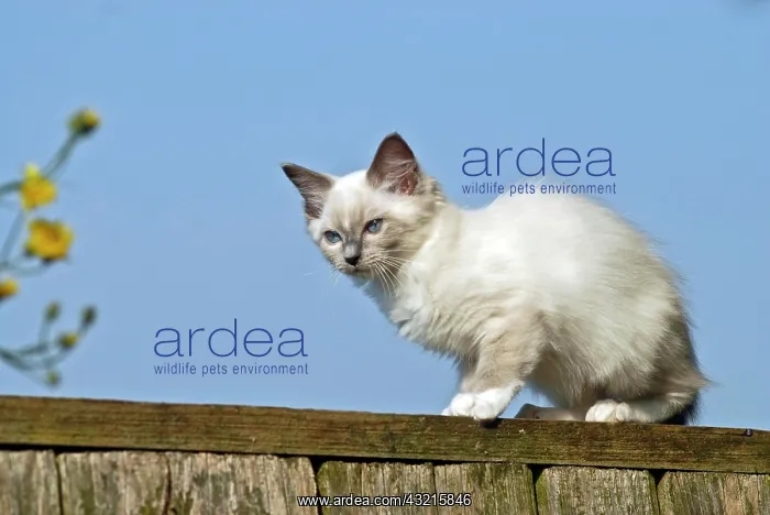 : Ragdoll cat sitting on the edge of a fence : Ragdoll cat sitting on the edge of a fence