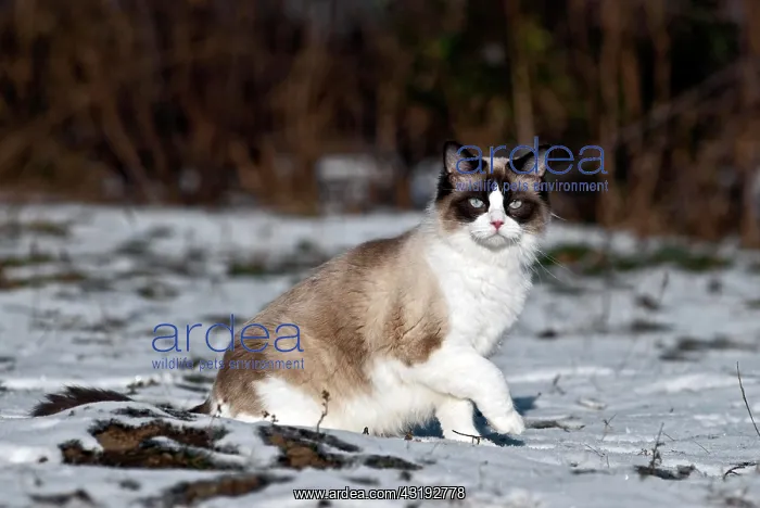 : Ragdoll cat sitting in the snow : Ragdoll cat sitting in the snow