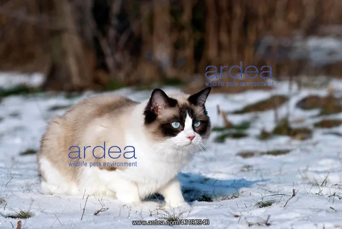: Ragdoll cat sitting in the snow : Ragdoll cat sitting in the snow