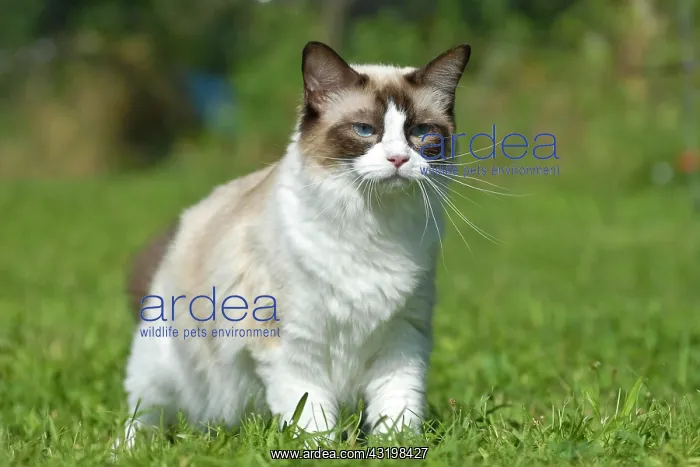 : Ragdoll cat standing on a meadow : Ragdoll cat standing on a meadow