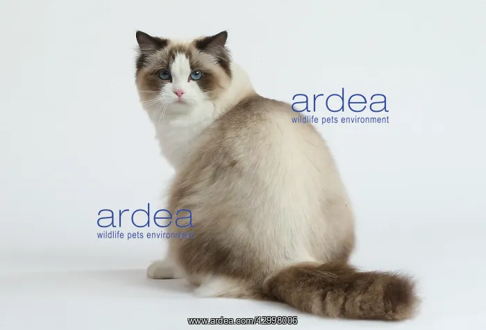: Ragdoll cat in the studio : Ragdoll cat in the studio