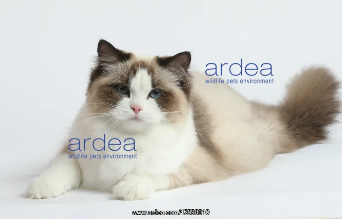 : Ragdoll cat in the studio : Ragdoll cat in the studio