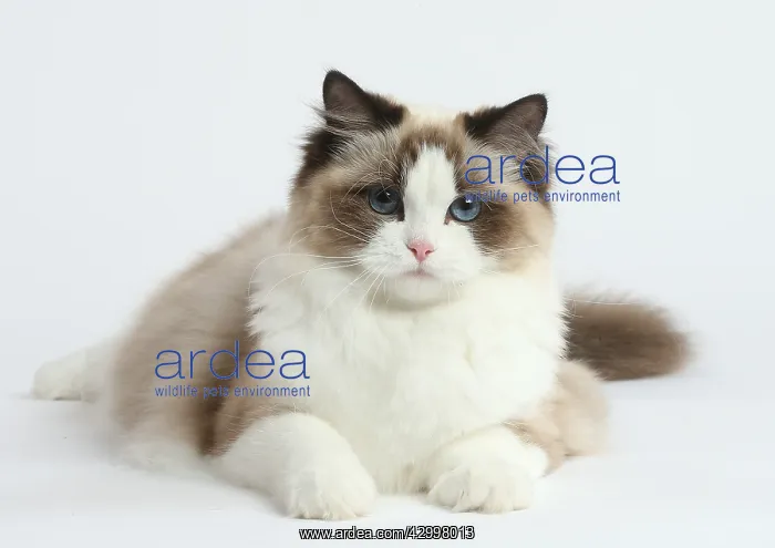 : Ragdoll cat in the studio : Ragdoll cat in the studio