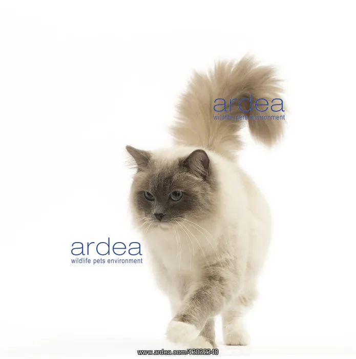  : Ragdoll cat in the studio