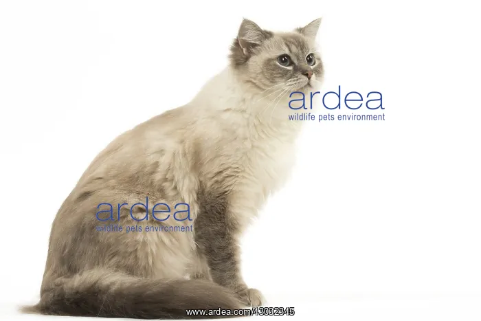  : Ragdoll cat in the studio