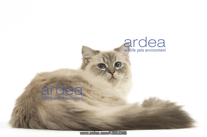  : Ragdoll cat in the studio